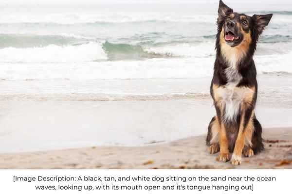 A black, tan, and white dog sitting on the sand near the ocean waves, looking up, with its mouth open and it's tongue hanging out, and these words below it with the heading 
