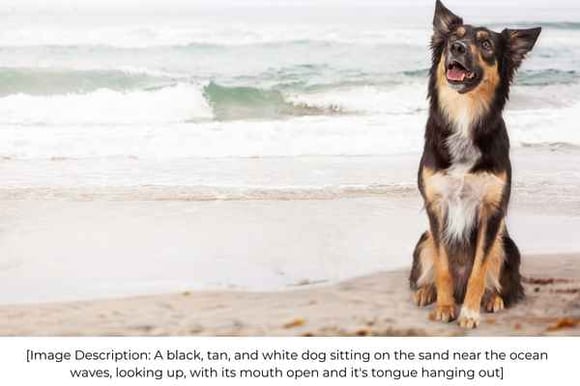 A black, tan, and white dog sitting on the sand near the ocean waves, looking up, with its mouth open and it's tongue hanging out, and these words below it with the heading 
